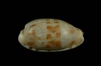 藏品(黑痣寶螺)的圖片